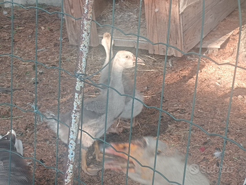 Due graziose ochette