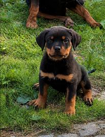 Femmina rottweiler con pedigree ENCI