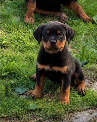 Femmina rottweiler con pedigree ENCI