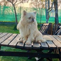 Maschio con Pedigree per ACCOPPIAMENTO