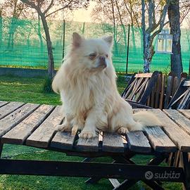 Maschio con Pedigree per ACCOPPIAMENTO