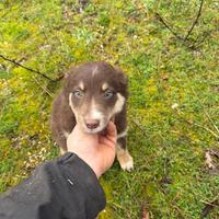 Border collie