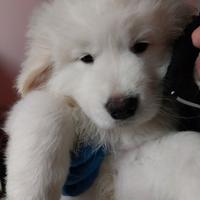 Cani da pastore abruzzese