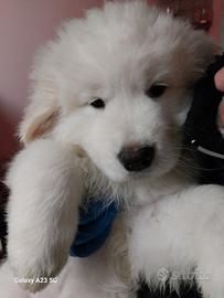 Cani da pastore abruzzese