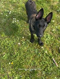 Malinois