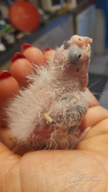 Calopsite faccia bianca maschio