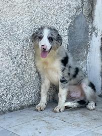 BORDER Collie