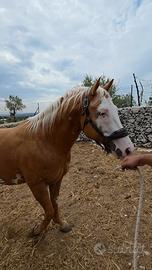 Stallone paint horse