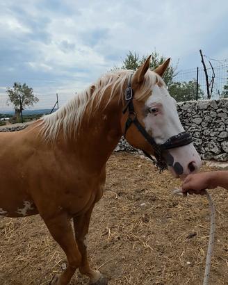 Stallone paint horse