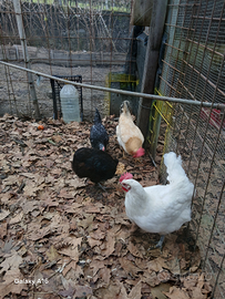Galline miste 1o esemplari
