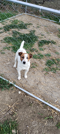 Cuccioli Jack Russell con Pedigree