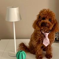 Barboncino mini toy red disponibile per monta