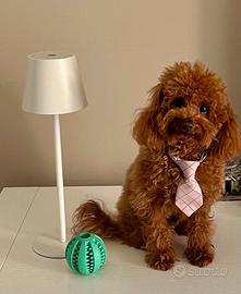 Barboncino mini toy red disponibile per monta