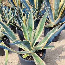 Agave americana