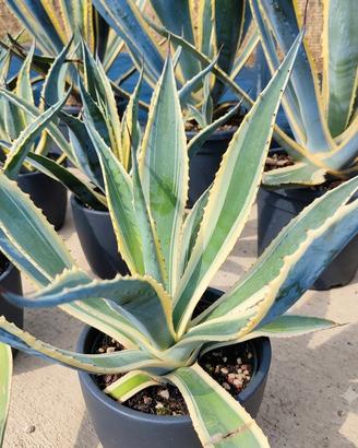 Agave americana