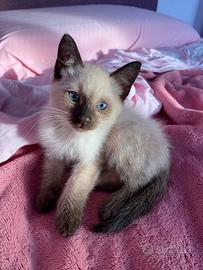 Gattino siamese