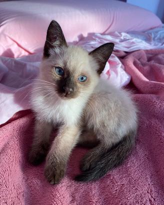Gattino siamese