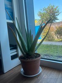 Pianta aloe