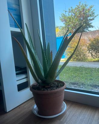 Pianta aloe