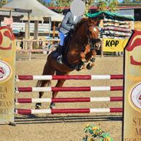 Pony castrone Salto Ostacoli e Completo
