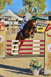 Pony castrone Salto Ostacoli e Completo