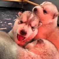 Siberian Husky Pedigree