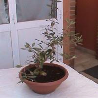 BONSAI DI  OLIVO DI  ANNI 17 DA  RIPRISTINARE