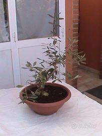 BONSAI DI  OLIVO DI  ANNI 17 DA  RIPRISTINARE
