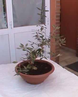 BONSAI DI  OLIVO DI  ANNI 17 DA  RIPRISTINARE