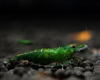 Neocaridina / gamberetto / shrimp green jade