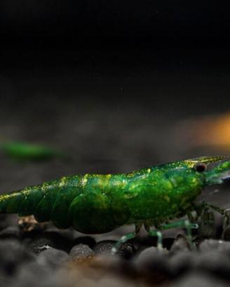 Neocaridina / gamberetto / shrimp green jade
