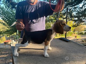 Cucciole beagle con pedigree