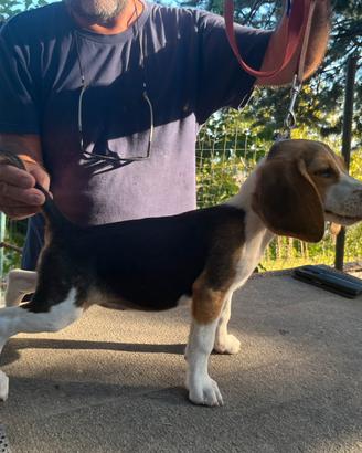 Cucciole beagle con pedigree