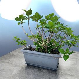 Pianta Ortensie e Vaso grigio