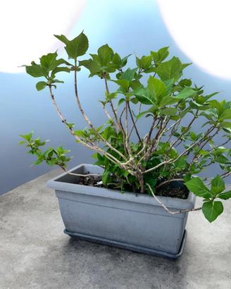 Pianta Ortensie e Vaso grigio