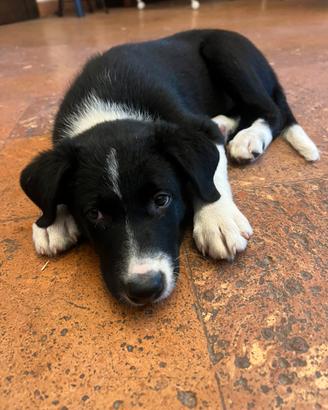 Cucciolo di Border Collie con pedigree