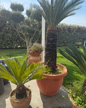 Cycas revoluta