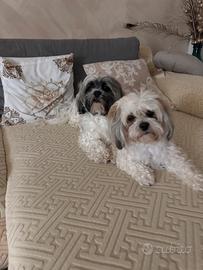 Cagnolini shih tzu