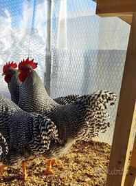 Galline