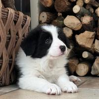Cuccioli Border Collie con pedigree Enci