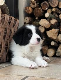 Cuccioli Border Collie con pedigree Enci