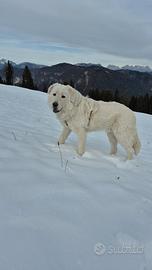 Pluto pastore maremmano