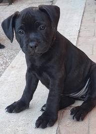 Staffordshire bull terrier