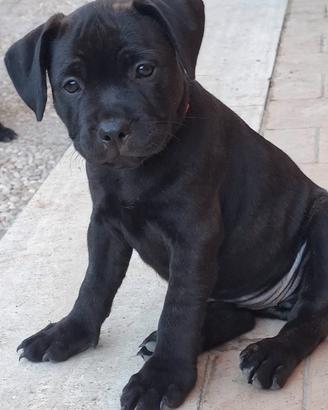Staffordshire bull terrier