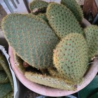 pale di opuntia 