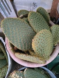 pale di opuntia 