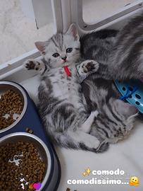 Gattini Scottish Fold e British shorthair