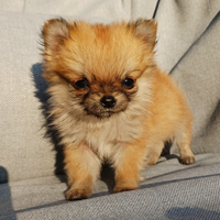 Cucciolo di chihuahua mini pelo lungo