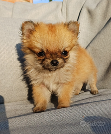 Cucciolo di chihuahua mini pelo lungo