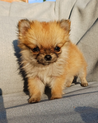 Cucciolo di chihuahua mini pelo lungo
